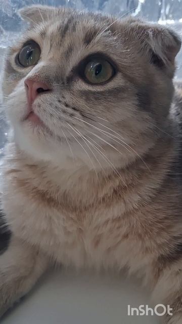 Кузя