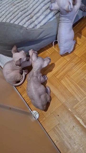 Котята бесята