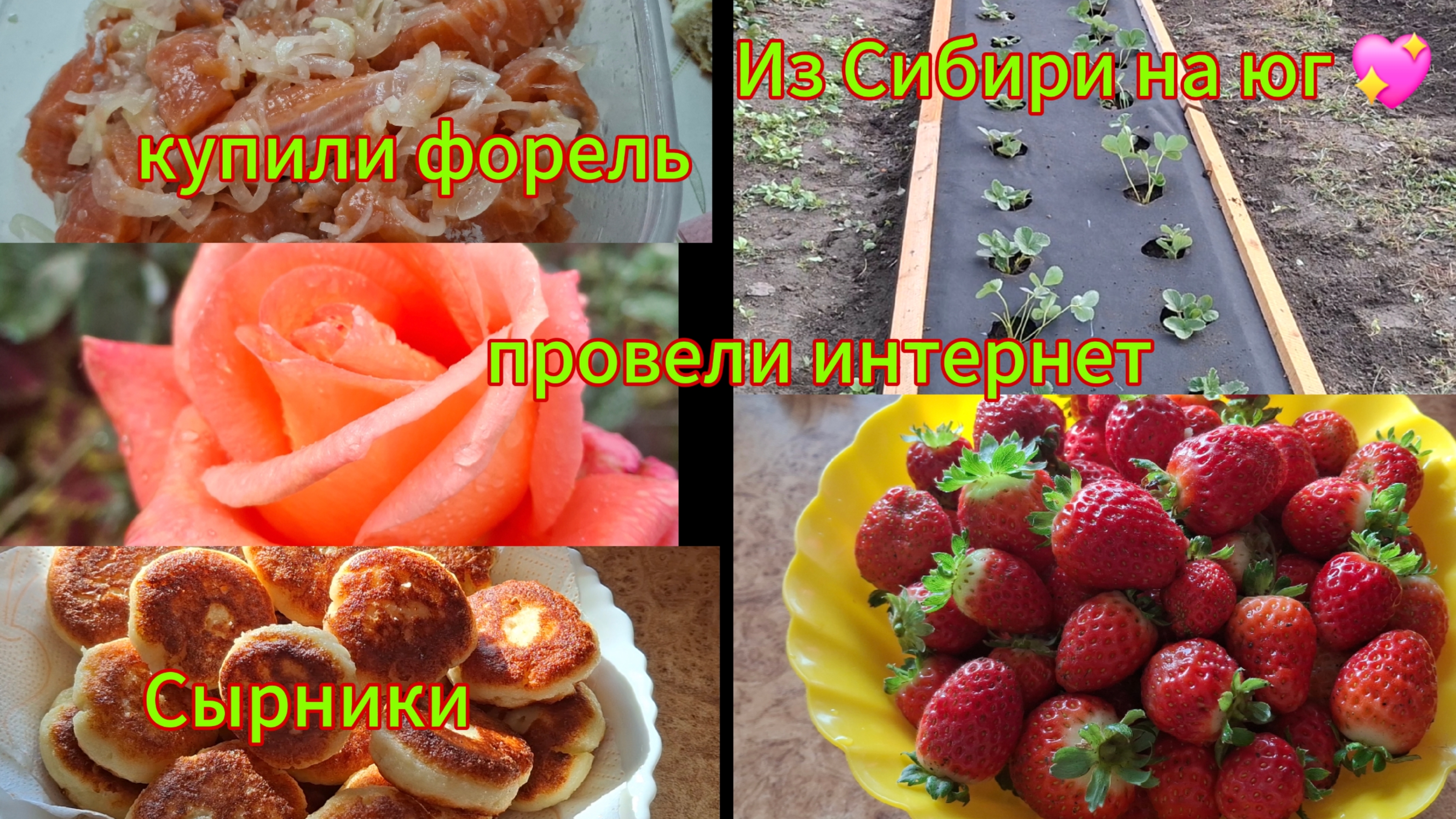 12-10-2025 Переезд из Сибири на юг Наслаждаемся южной жизнью Купили форельИнтернетСырники