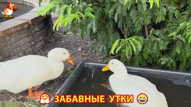 Забавные утки мускусные и пекинские на свободном выгуле со своими друзьями ч.(252) ❣️🤗😂
