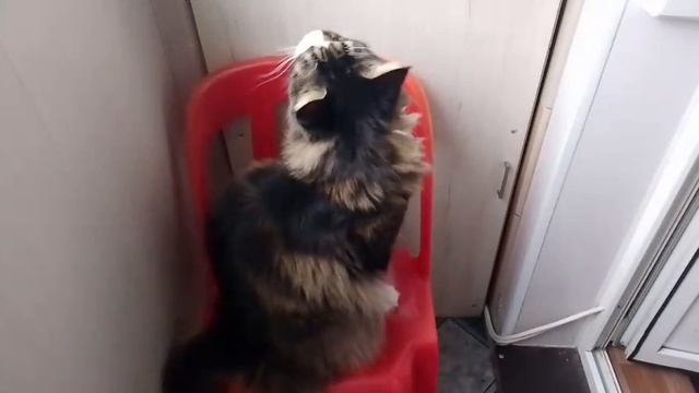 Здравствуй жопка Новый Год...