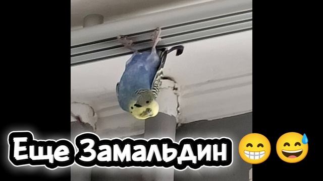 мои птички