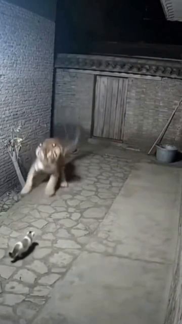 1000029007.mp4