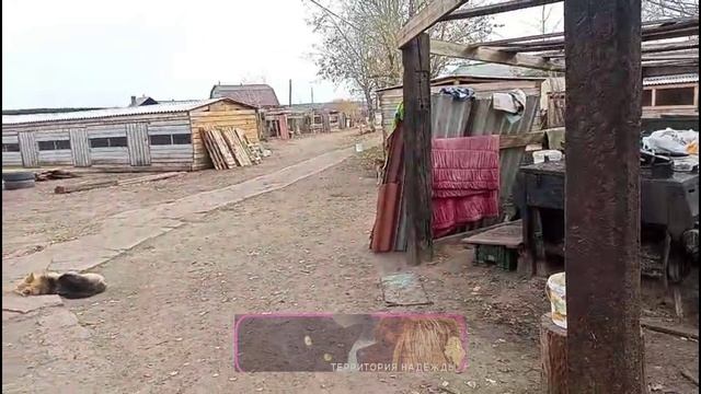 Олег Николаевич об обстановке в приюте.