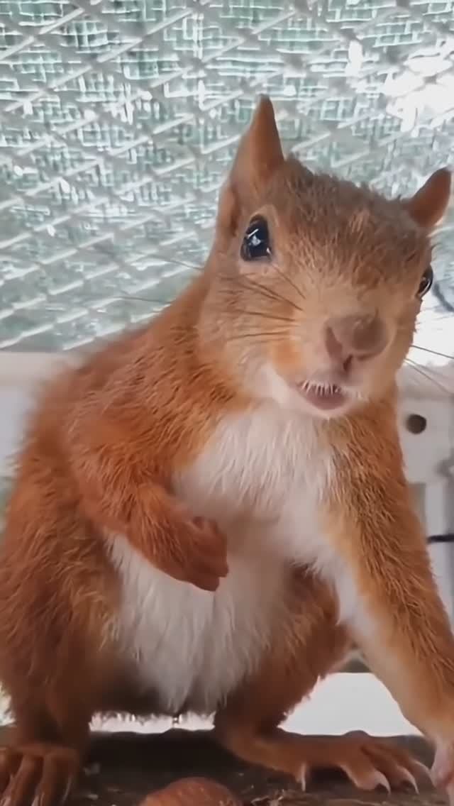 🐿️ Белка злится