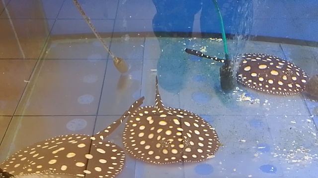 аквариумные рыбки 🐠