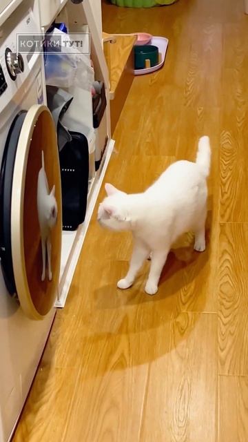прикол юмор кошка