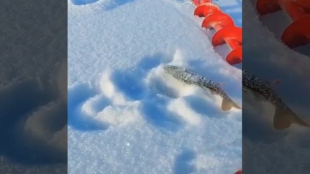 Видео от За Трофеем: Охота и Рыбалка