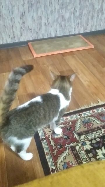 кошка это капец
