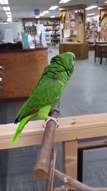 Вот это голос у этого попугая!!!  мило смешно