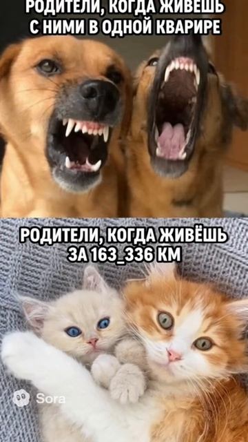 Жиза