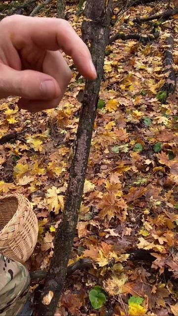 Дрожалка оранжева
(Tremella Mesenterica) и
Пениофора дубовая
(Peniophora Quercina)