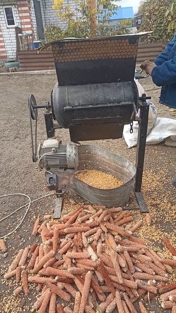 Заготовка кукурузы