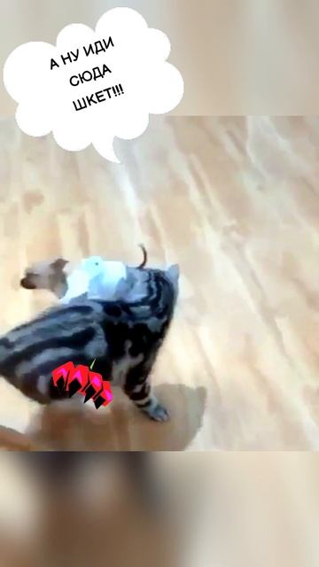 Ученые доказали, что смешные видео с котиками снижают уровень стресса!