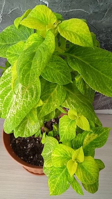 Золотой Блюме очень красивый колеус