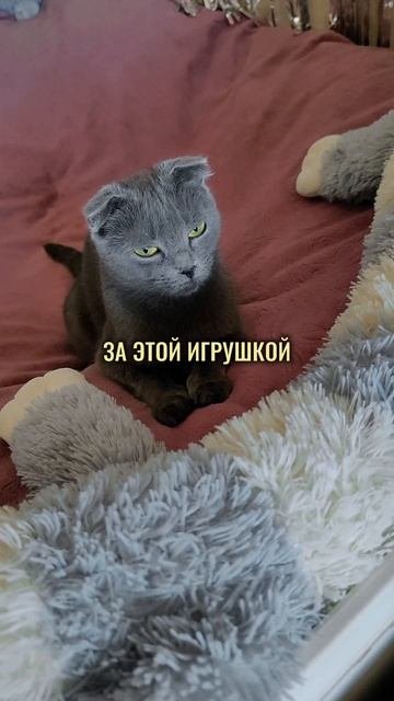 Разговор с Алисой: Играем в прятки😄