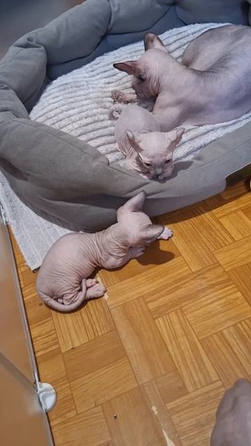 Малыши коротыши