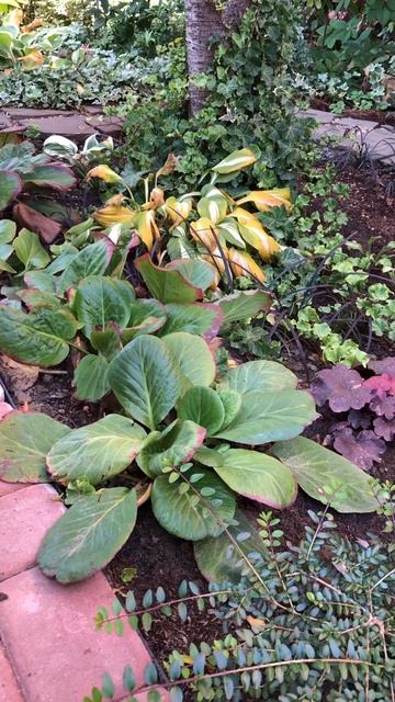 Один день из жизни осеннего сада.🍂 12 октября 2025.