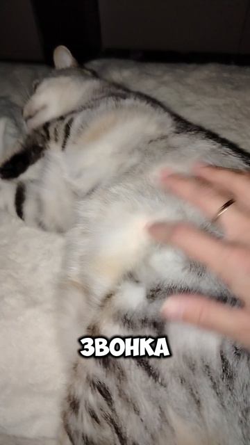 Сёма и Марсель 80 серия