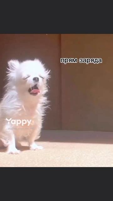 : #шутки, #анекдоты, #сарказм, #лол: #приколы, #смешноевидео, #видеоприколы, #мемы, #мемасы, #ржач,