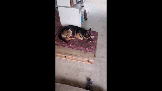 Собака. Том