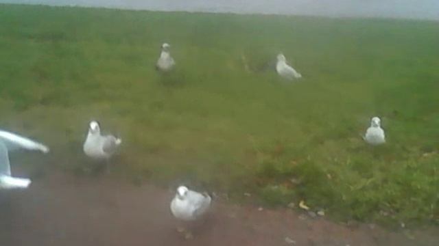 Стая детёнышей чаек волнуется борясь за еду