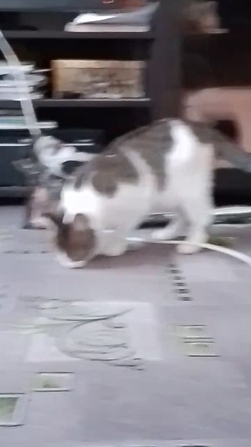 1000033109.mp4