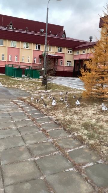 Дорога на КС-16. Песцовая