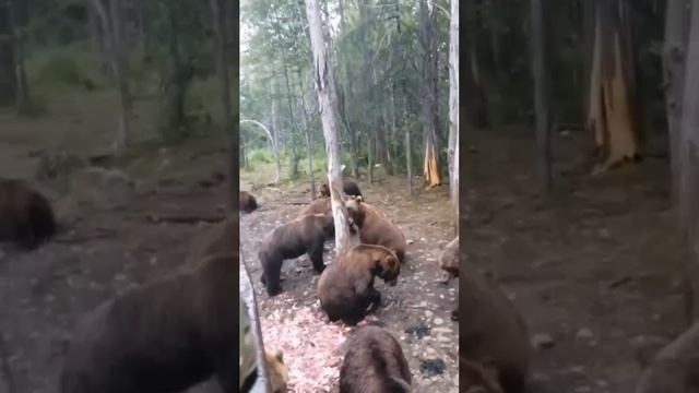 Ресторан для медведей