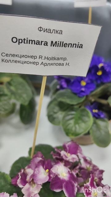 Выставка цветов в Иркутске октябрь 2025 года ч.2