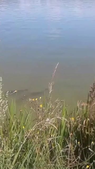 акулы бизнеса(0)