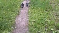 Голуби убегают строго по дорожке