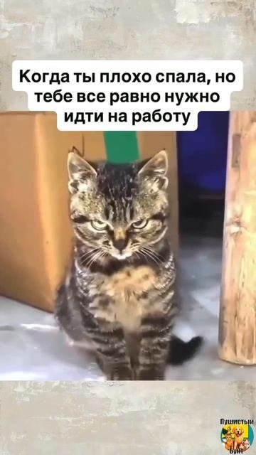Клип @meowtaverse
