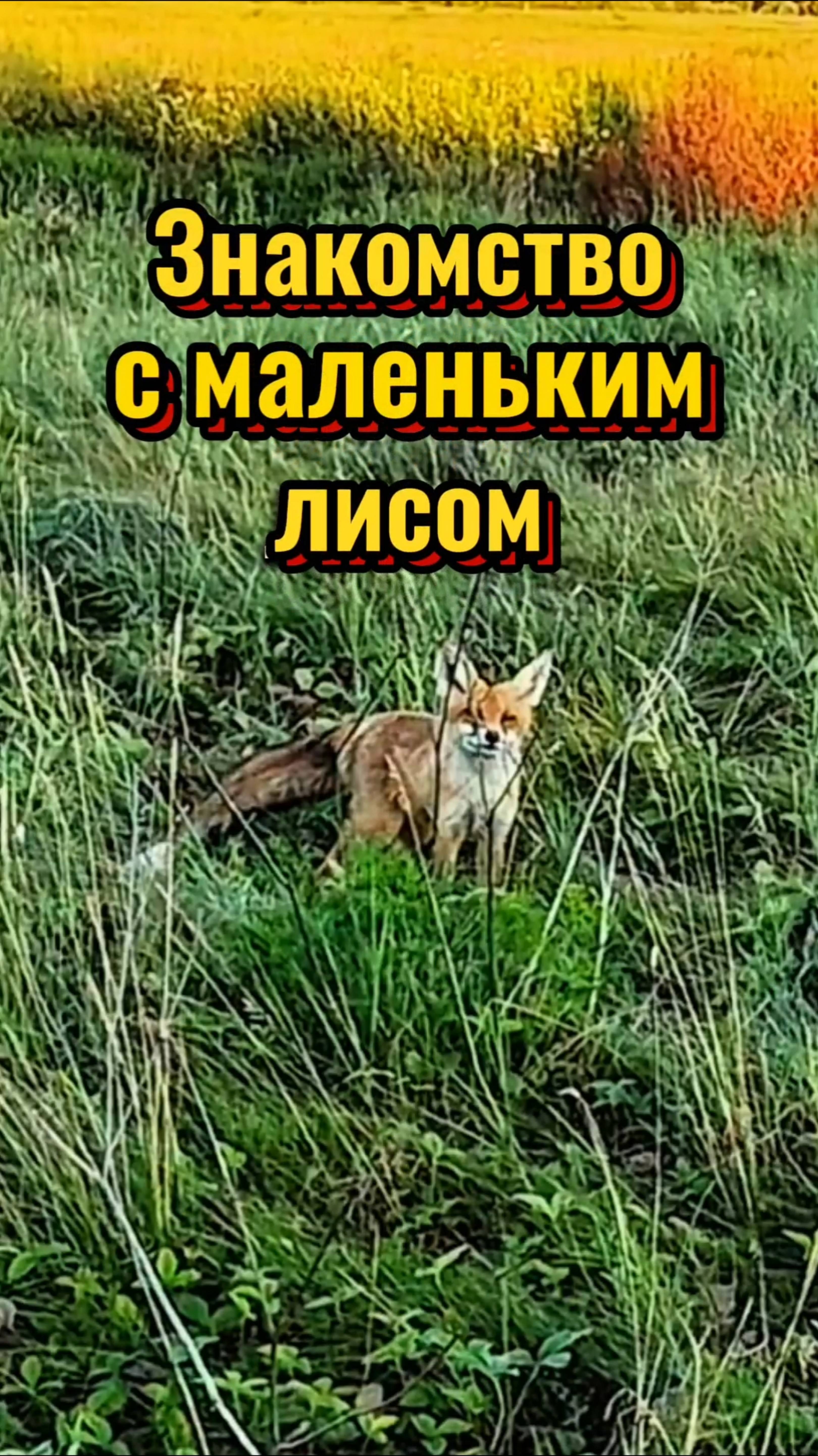 ЗНАКОМСТВО с МАЛЕНЬКИМ ЛИСОМ
