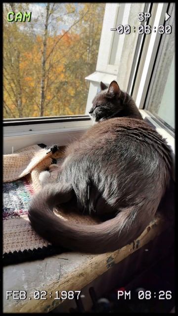 Пуся 😼