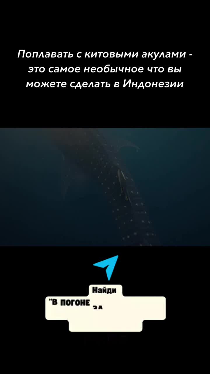 А если вы тоже мечтаете поплавать с этими гигантами — вот контакты Андди. Сохраните этот пост, чт...