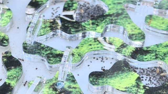 Жизнь муравьёв-жнецов: отчёт через 2 месяца