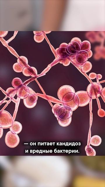 Йогурты уничтожают вашу микрофлору