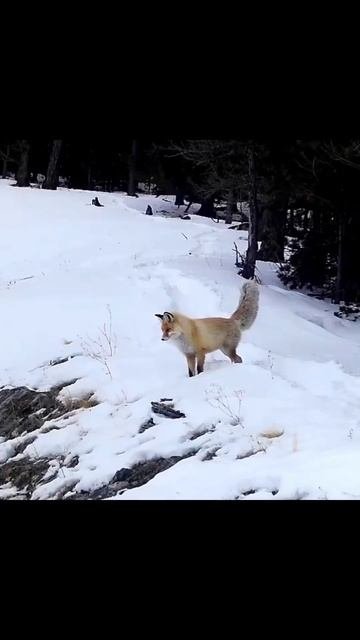 Лисичка зависла 