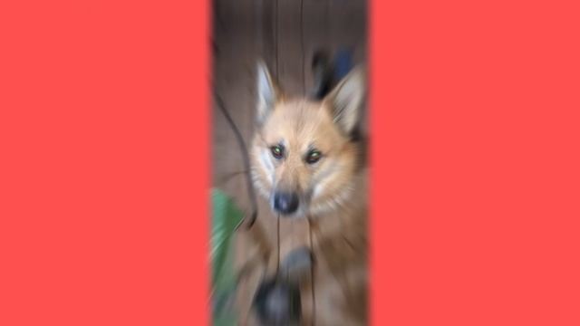 1000037051.mp4 (Собака смотрит на монтаж электропроводки (в э/щите) в доме А-фрейм - ЛАЙФХАКИ)