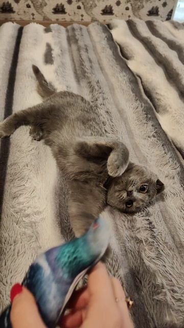 Котик Дымок🥰