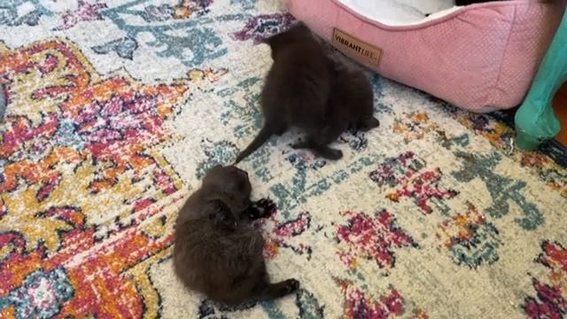 Три непослушных котенка играют на ковре