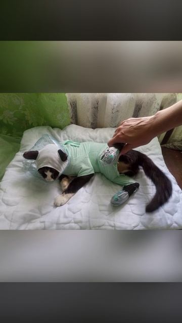 варианты кастюмав каторые можно шить и на своих и на продажу на разных животныхвидео 3 