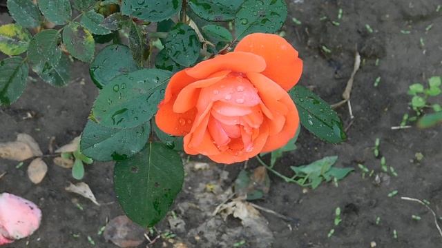 11102025  ник  ПВН  103