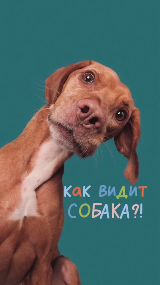 У вас есть собака?