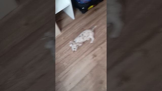 лиса и Денчик балуется собачки озорнячки 🐕🦮🐩🐕🦺♥️