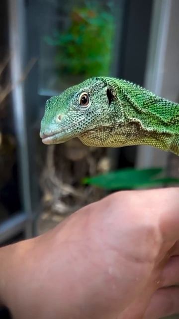 Изумрудный варан🦎