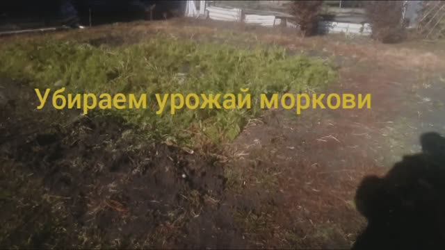 Убираем морковь , смотрим какой урожай .