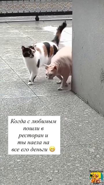 Клип @meowtaverse
