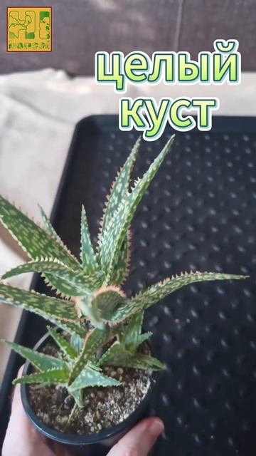 Алоэ из моей коллекции. Будет отлично смотреться в бонсайной плошке.